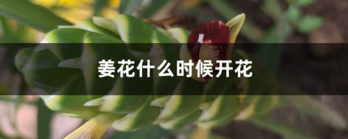 姜花什么时候开花