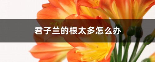 君子兰的根太多怎么办