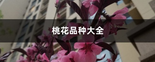 桃花品种大全