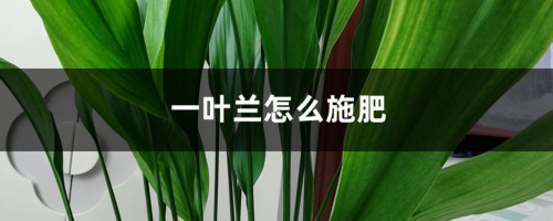 一叶兰怎么施肥