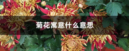 菊花寓意什么意思