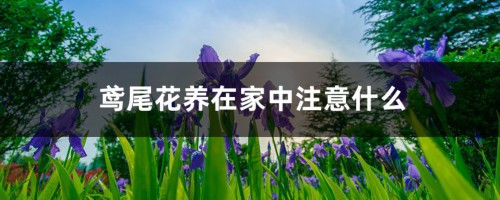 鸢尾花养在家中注意什么，养在家中对身体有害吗