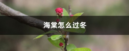 海棠怎么过冬，冬季落叶吗