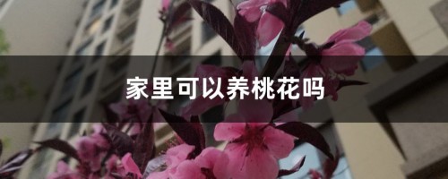 家里可以养桃花吗