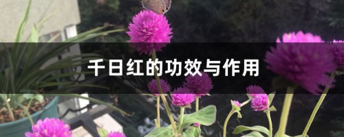 千日红的功效与作用