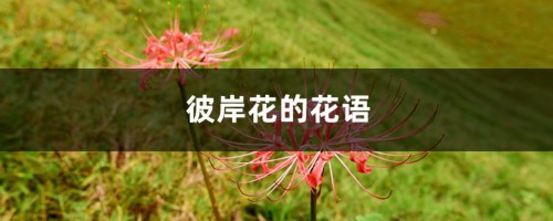 彼岸花的花语