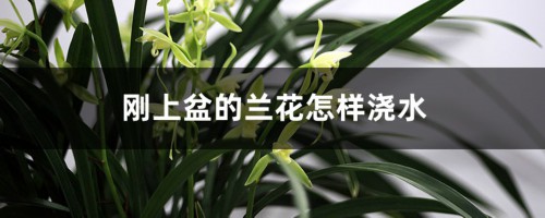 刚种下的兰花怎么浇水，天天浇水可以吗