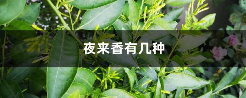 分不清楚夜来香的品种？掌握这几点，轻松区分！