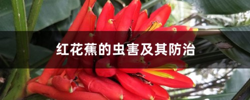 红花蕉的虫害及其防治