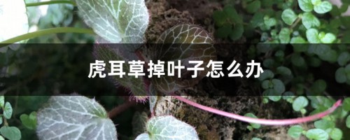 虎耳草掉叶子怎么办