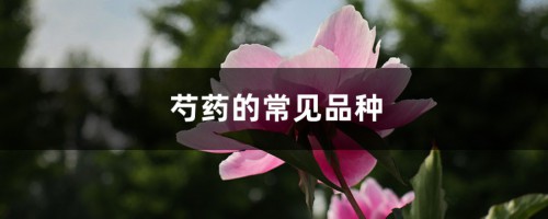 芍药的常见品种