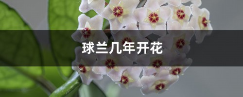 球兰几年开花